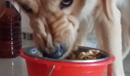 狗吃饭视频,捕捉它们用餐的可爱瞬间
